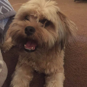 Meet your Posher, Lisseworld11